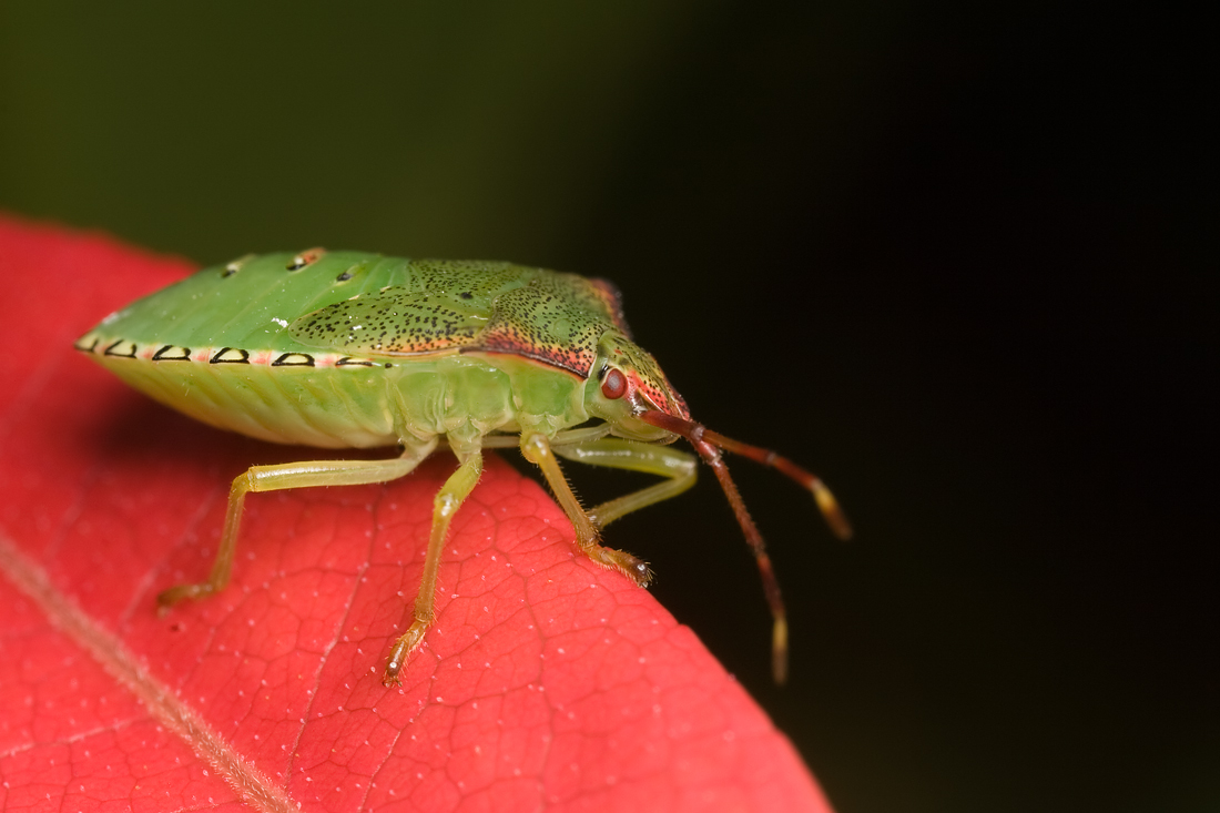 Shieldbug 1